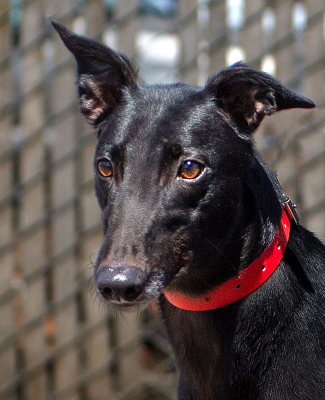 Image of handsome greyhound, Blue.