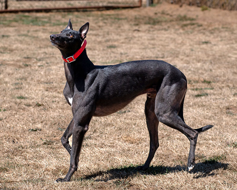 Photo of adorable Greyhound named Caleb