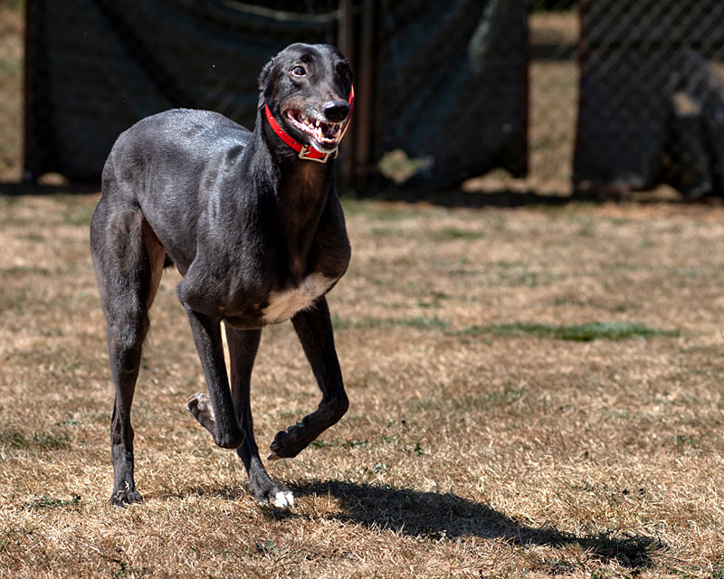 Photo of adorable Greyhound named Caleb