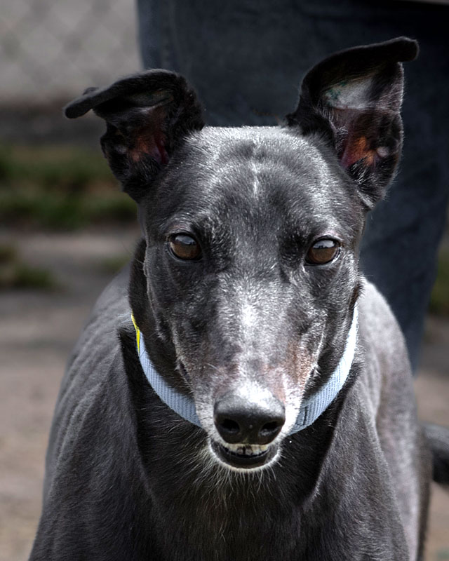 Image of cute greyhound dog, Draya.