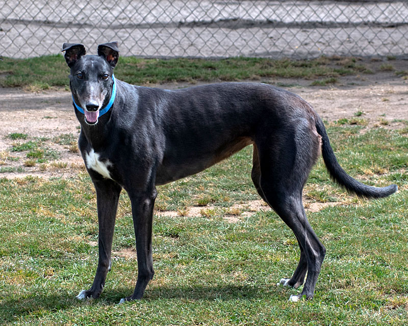 Photo of adorable Greyhound named Draya