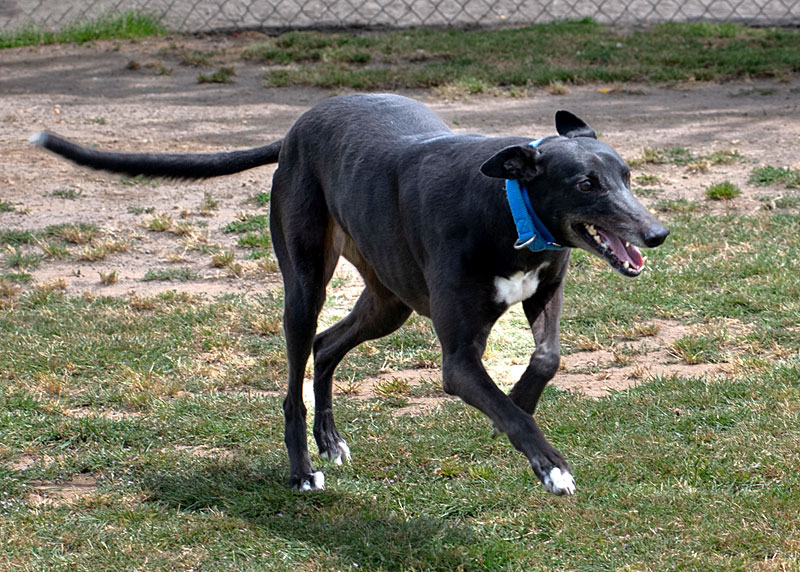 Photo of adorable Greyhound named Draya