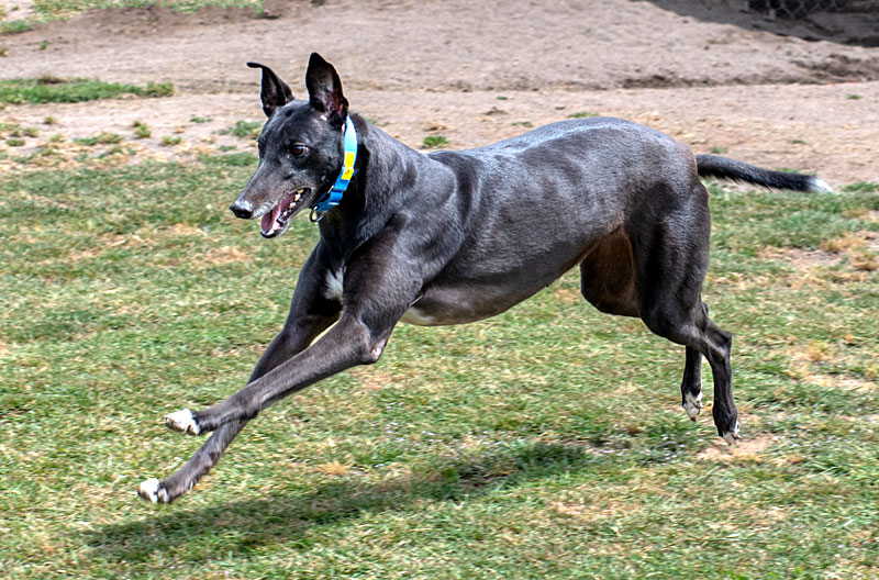 Photo of adorable Greyhound named Draya