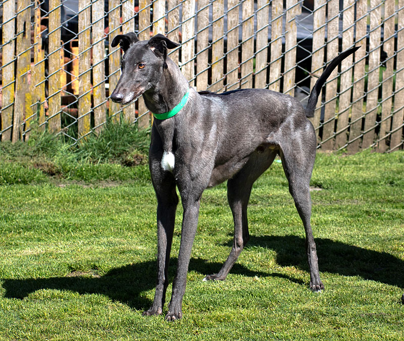 Photo of adorable Greyhound named Eddie