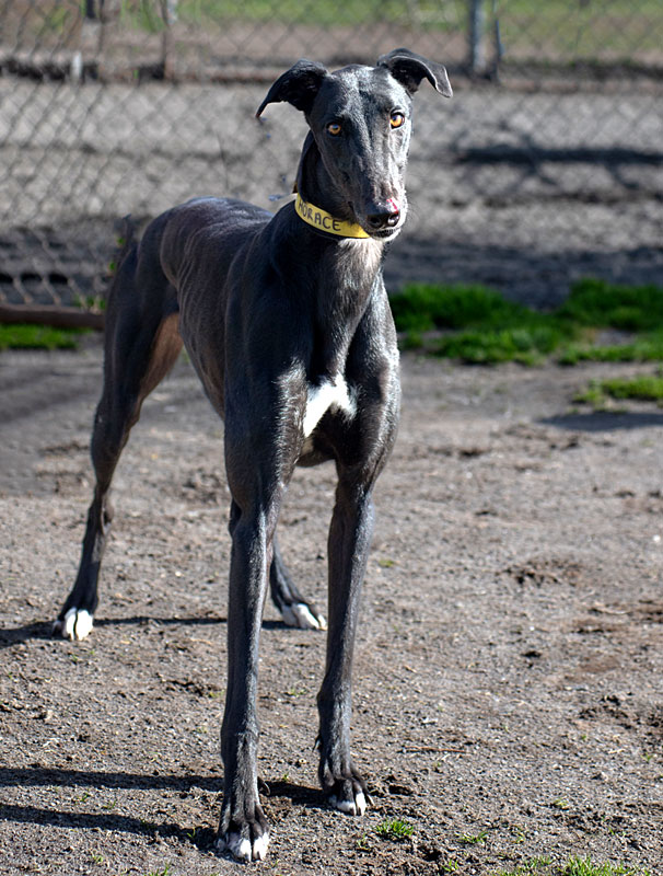 Image of cute greyhound dog, Horace.