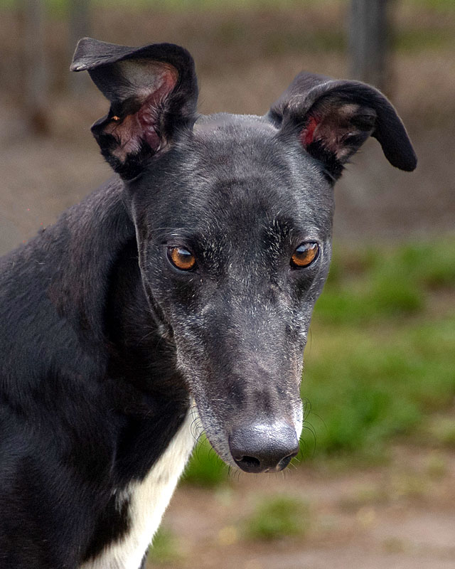 Image of gorgeous greyhound, Mobius.