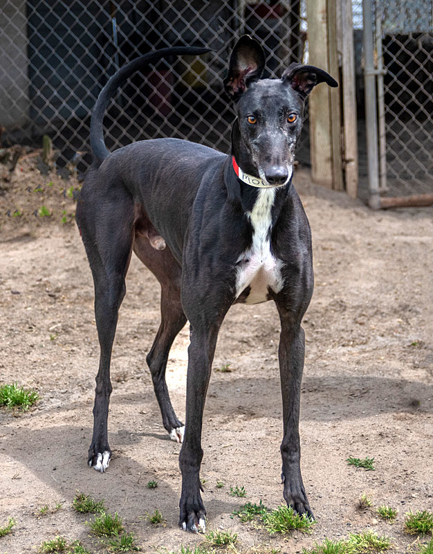 Photo of adorable Greyhound named Mobius