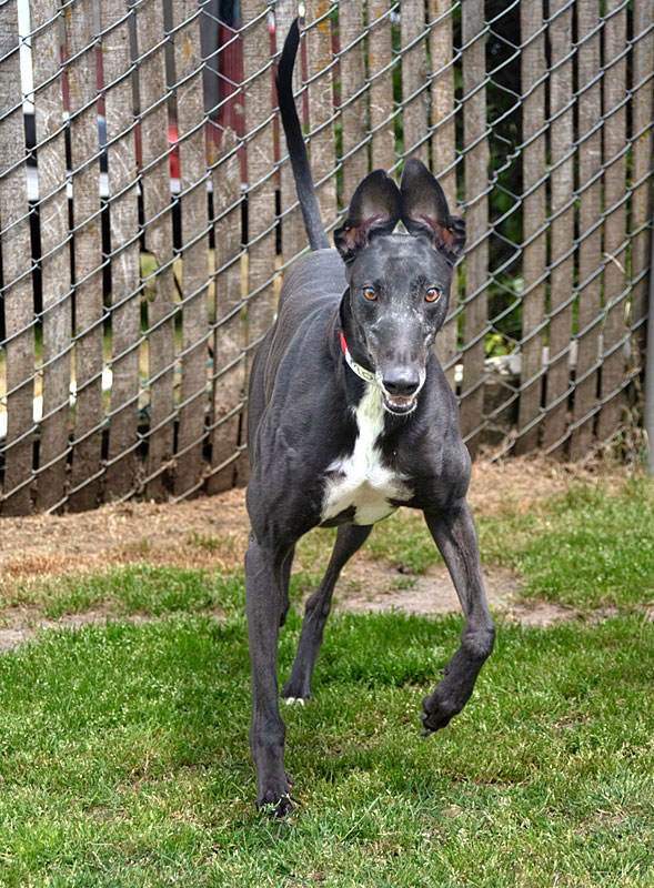 Photo of adorable Greyhound named Mobius