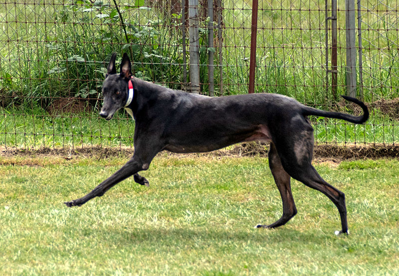 Photo of adorable Greyhound named Mobius