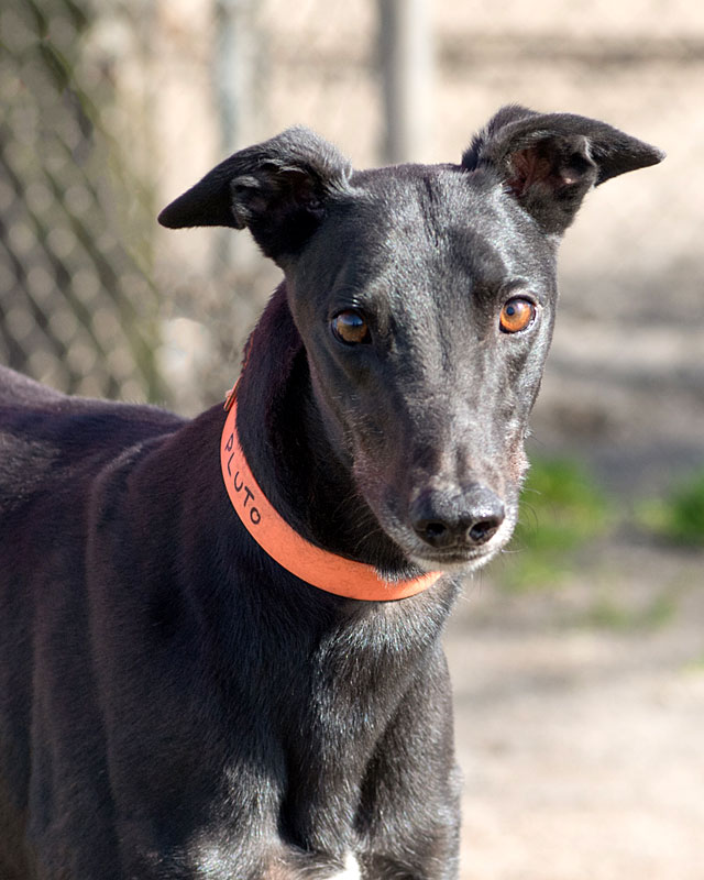 Image of gorgeous greyhound, Pluto.