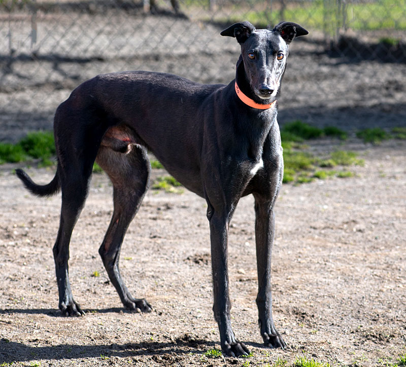 Photo of adorable Greyhound named Pluto