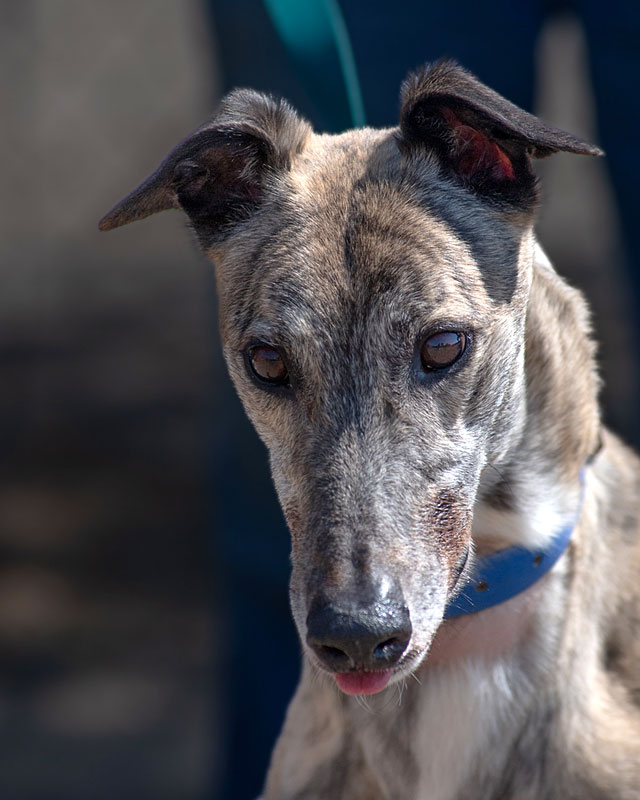 Image of gorgeous greyhound, Rebel.