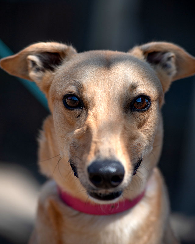 Image of cute greyhound dog, Rosie.