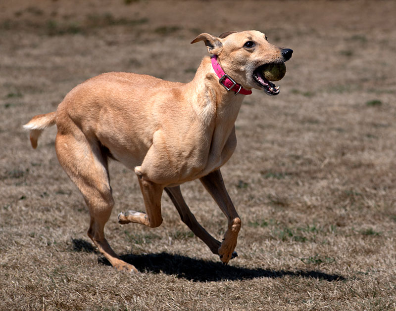 Photo of adorable Greyhound named Rosie