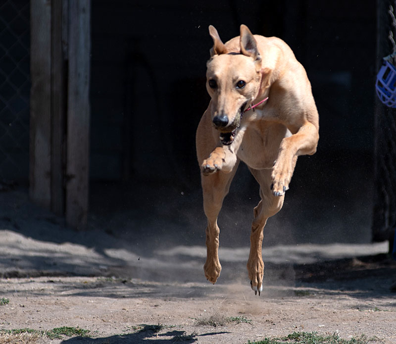 Photo of adorable Greyhound named Rosie