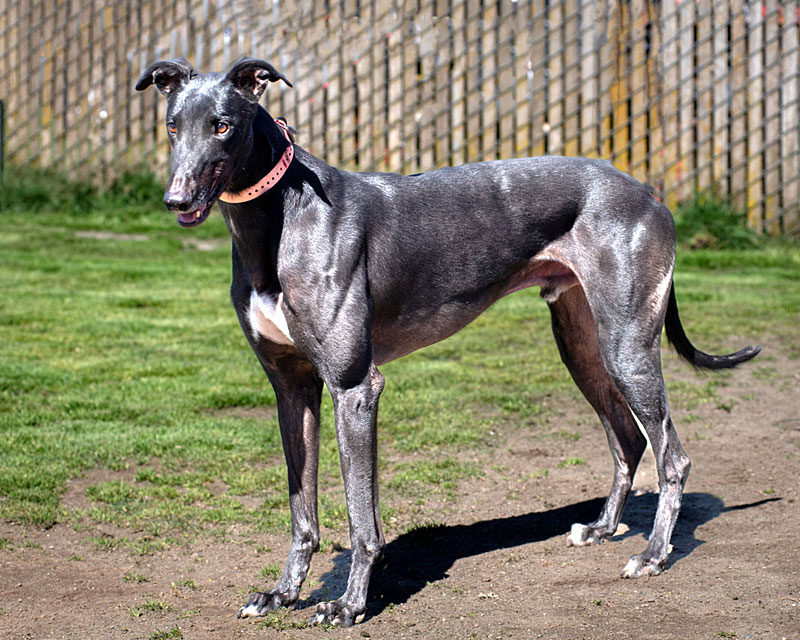 Photo of adorable Greyhound named Stanley