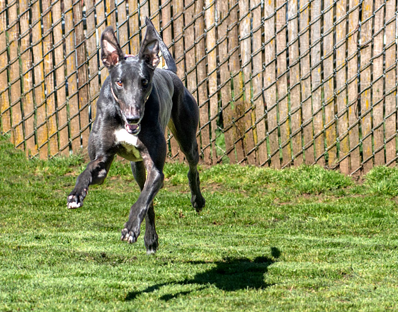 Photo of adorable Greyhound named Stanley