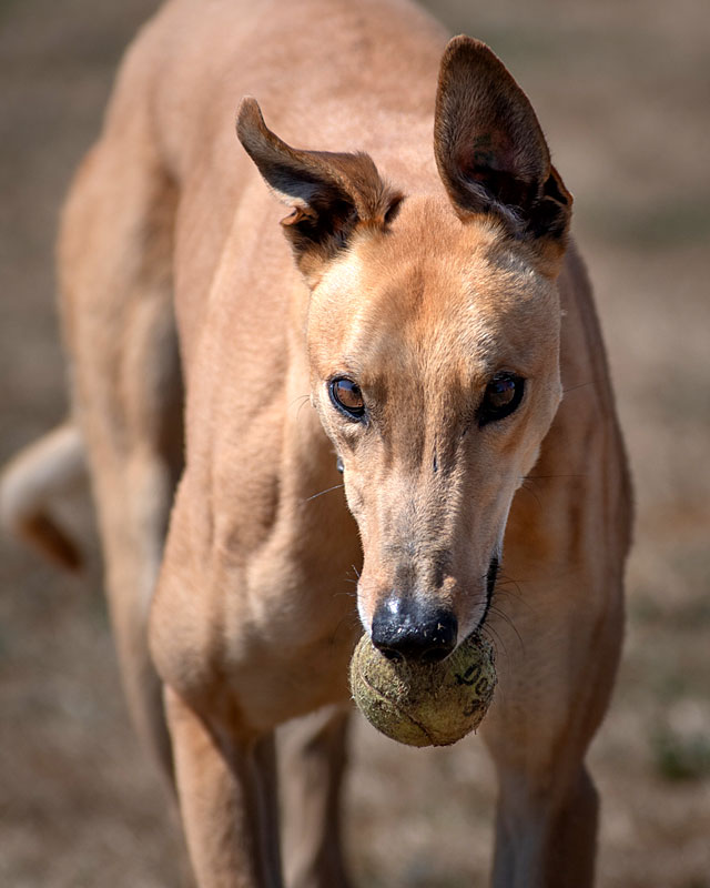 Image of gorgeous greyhound, Teddy.