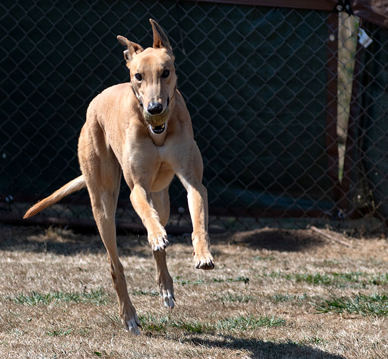 Photo of adorable Greyhound named Teddy