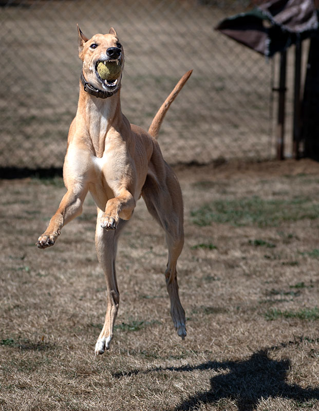 Photo of adorable Greyhound named Teddy