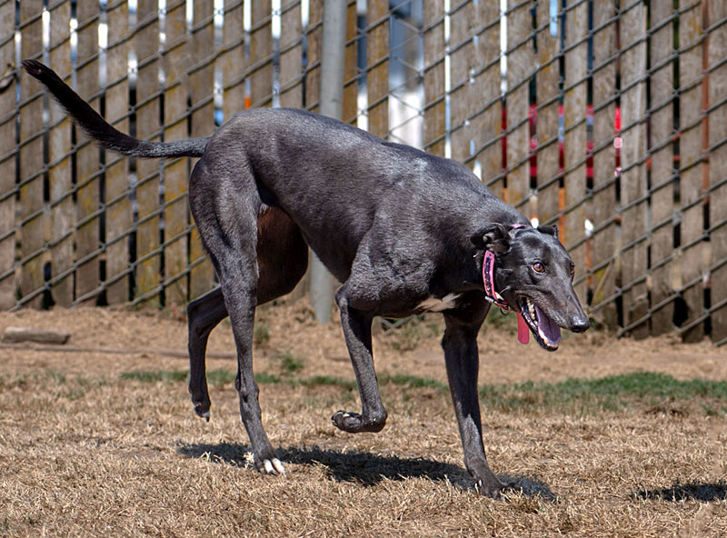 Photo of adorable Greyhound named Tilly